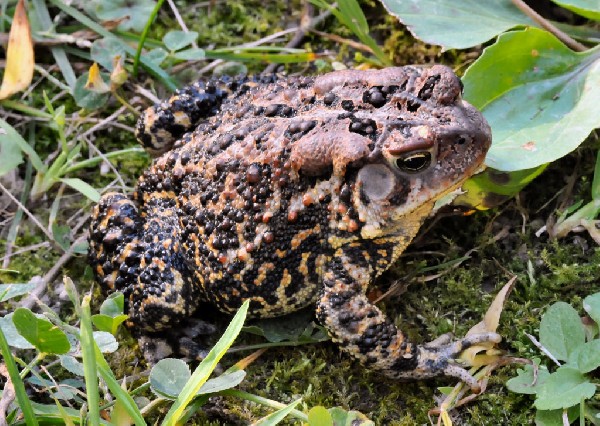 Not your typical American toad