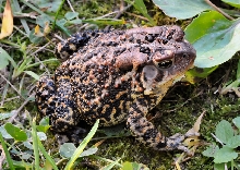 Not your typical American toad