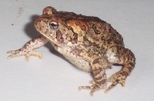 Red toad?