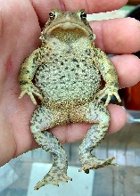 Tigger the Dalmatian toad