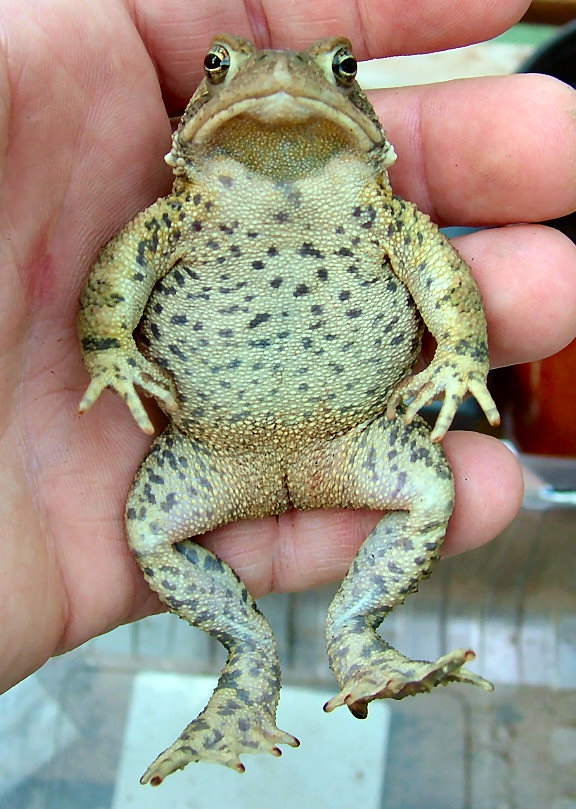 Tigger the Dalmatian toad