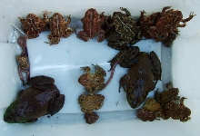 Tub of toads '06