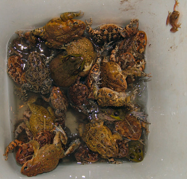 Bucket O' toads May 07