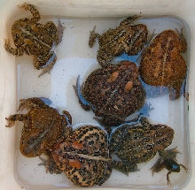 Bucket O' toads July 07