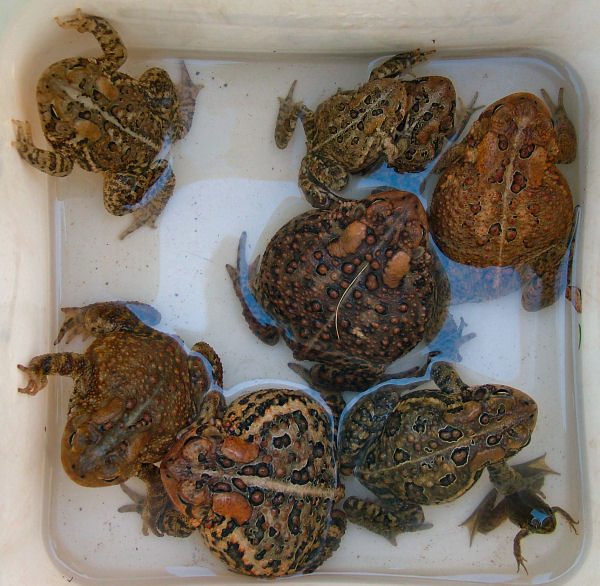 Bucket O' toads July 07