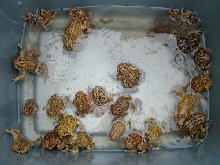 tub of toads
