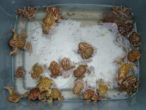 tub of toads