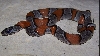 Esandersonf2