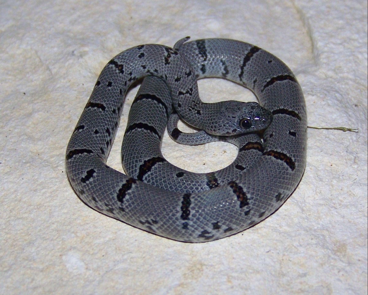 Esandersonf3