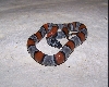 EsandersonM1