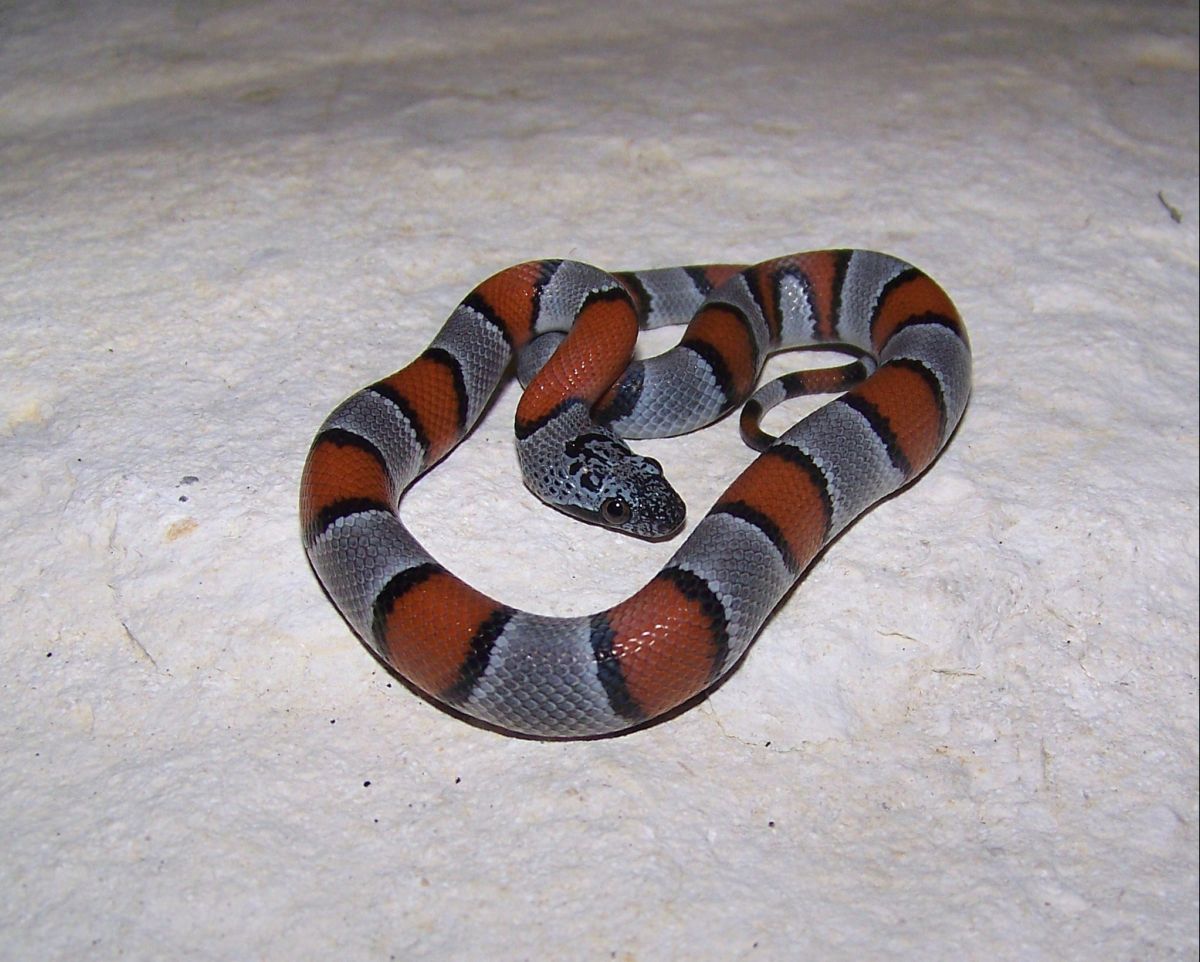 EsandersonM1