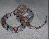 Esandersonf