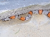 Hodraw Female 1