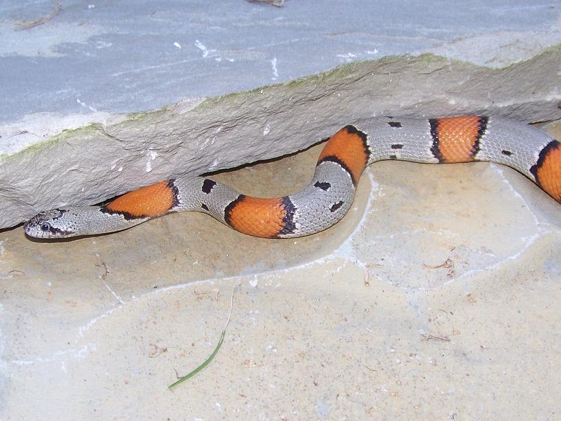 Hodraw Female 1