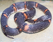 Sanderson Male Resize