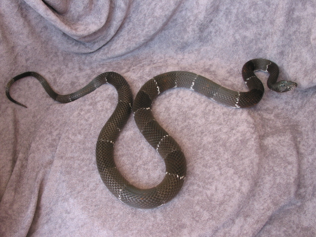 Buffalo Creek Male Dark