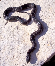 Buffalo Creek Female 1