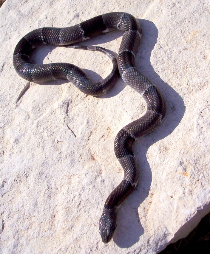 Buffalo Creek Female 1