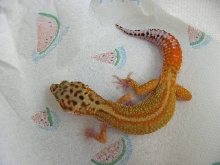 Red Stripe male
