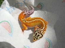 redstripe leopard