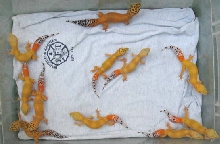Carrot Tail Group #1