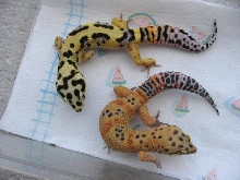 Tiger Leopards?
