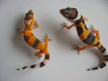 Siblings