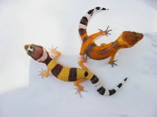 Cheeto  