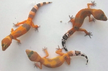 Sibling Variation