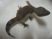 Melanistic tang