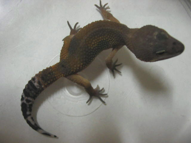 Melanistic tang
