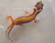 Still Hatching