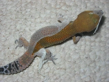 Melanistic Tang