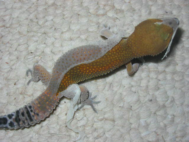 Melanistic Tang