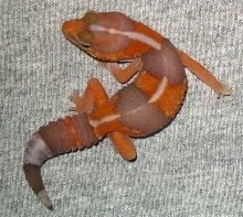 7 Gram Tang Amel Fattie