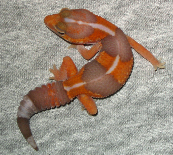 7 Gram Tang Amel Fattie