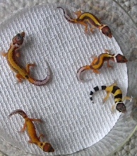 Some Redstripe Hatchlings