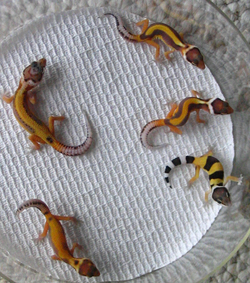 Some Redstripe Hatchlings