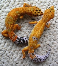 Red-orange '04 Male