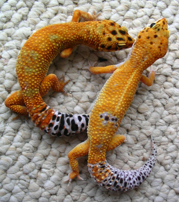 Red-orange '04 Male