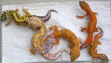 Variety