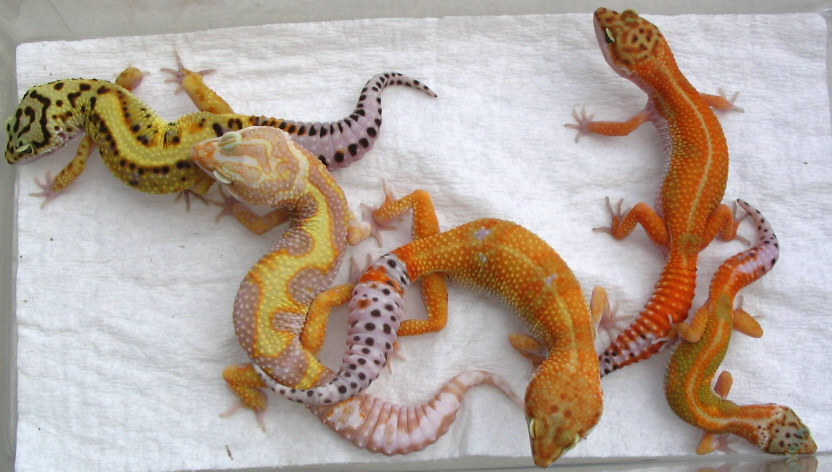 Variety