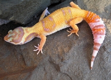 Hypo RW 1