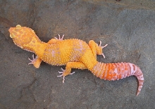 Hypo RW 2