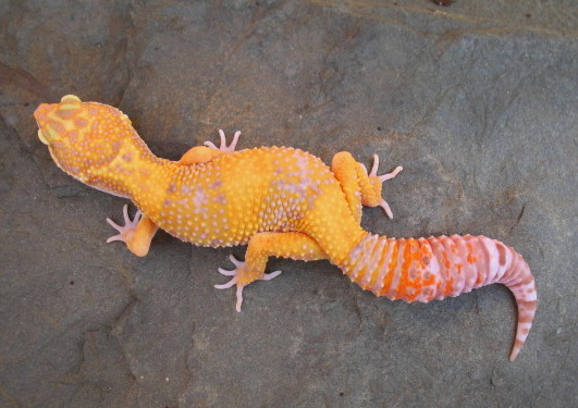 Hypo RW 2