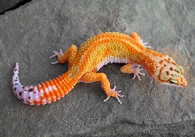 Young Female Redstripe
