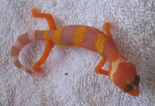 Tang RW A Few Days Old