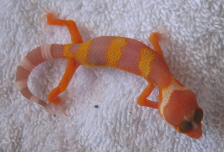 Tang RW A Few Days Old