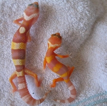 Tang RW Hatchling
