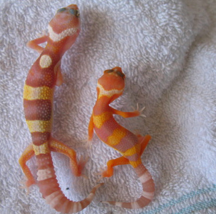Tang RW Hatchling